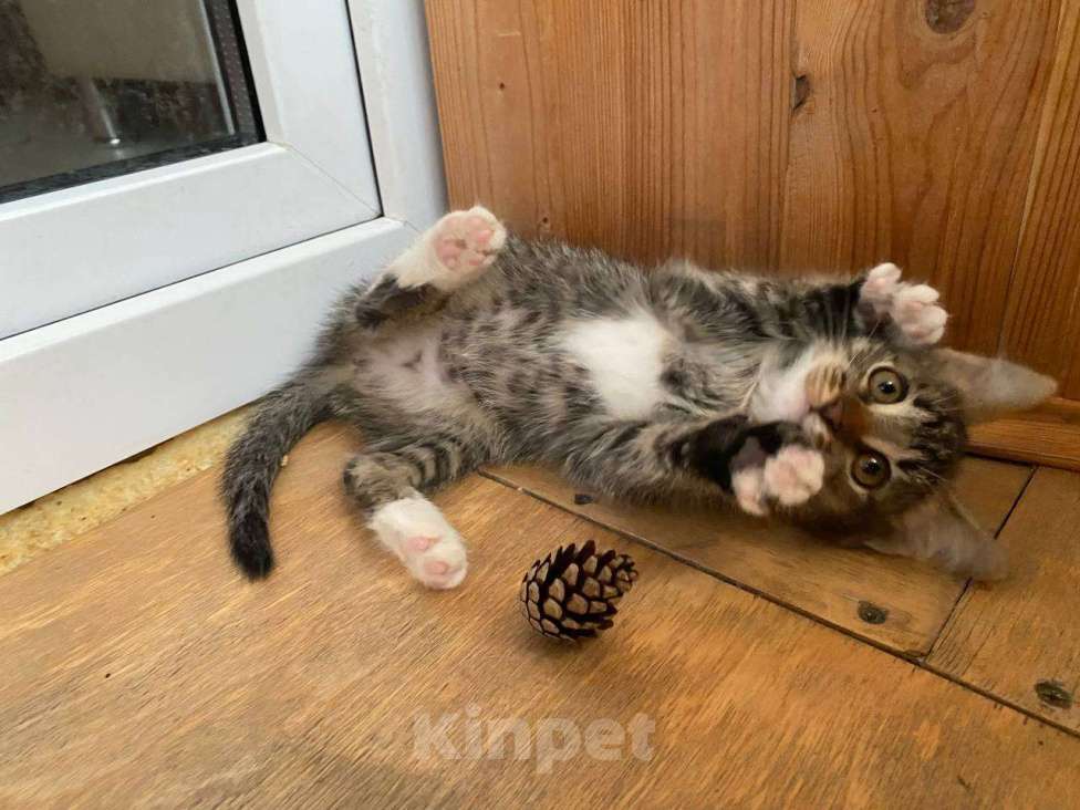 Кошки в Салавате: Котята в заботливые руки, приучены к лотку Девочка, Бесплатно - фото 1