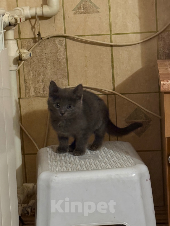 Кошки в Тосно: отдаю котёнка в добрые руки! Девочка, Бесплатно - фото 1