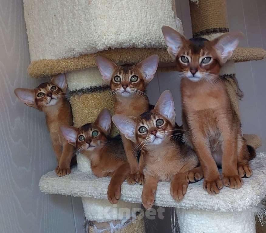 Кошки в Москве: Абиссинские котята  Девочка, 70 000 руб. - фото 5