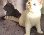 Кошки в Москве: Чистокровный белоснежный британский кот! Окрас ns 21 33  Мальчик, 40 000 руб. - фото 1