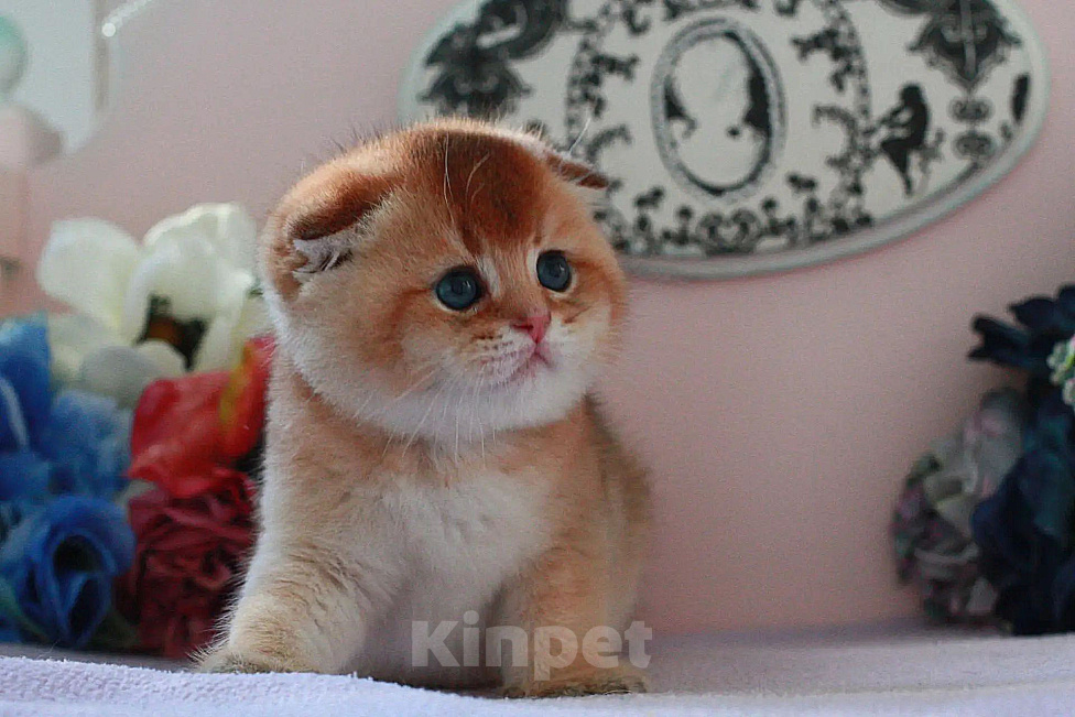 Кошки в Москве: Золотой котик Мальчик, 30 000 руб. - фото 2