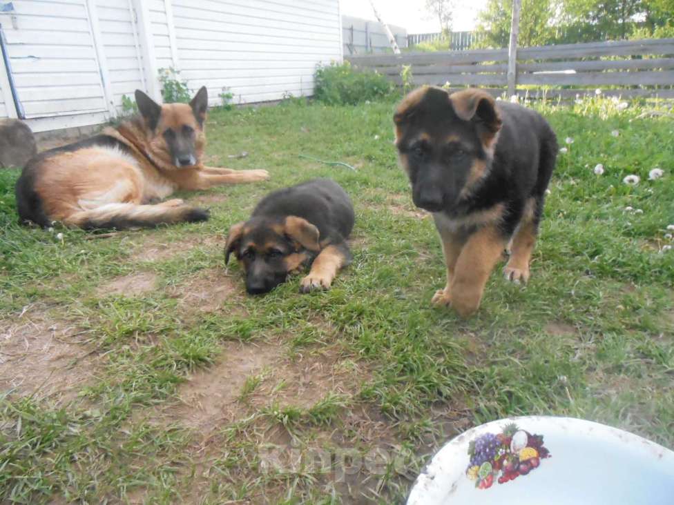 Собаки в Твери: чистокровный щенок немкцкой овчарки Девочка, 20 000 руб. - фото 3