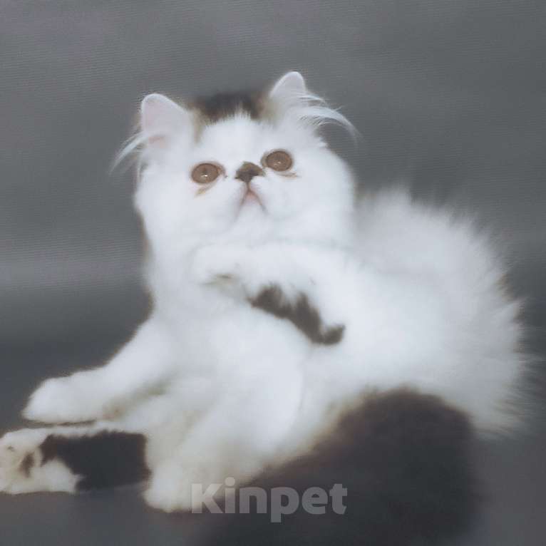 Кошки в Новосибирске: Персидский котенок  Мальчик, 35 000 руб. - фото 3