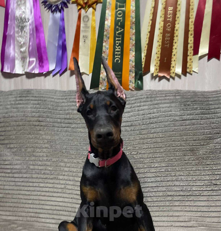 Собаки в Клине: Девочка, 3,5 мес. Девочка, 90 000 руб. - фото 2