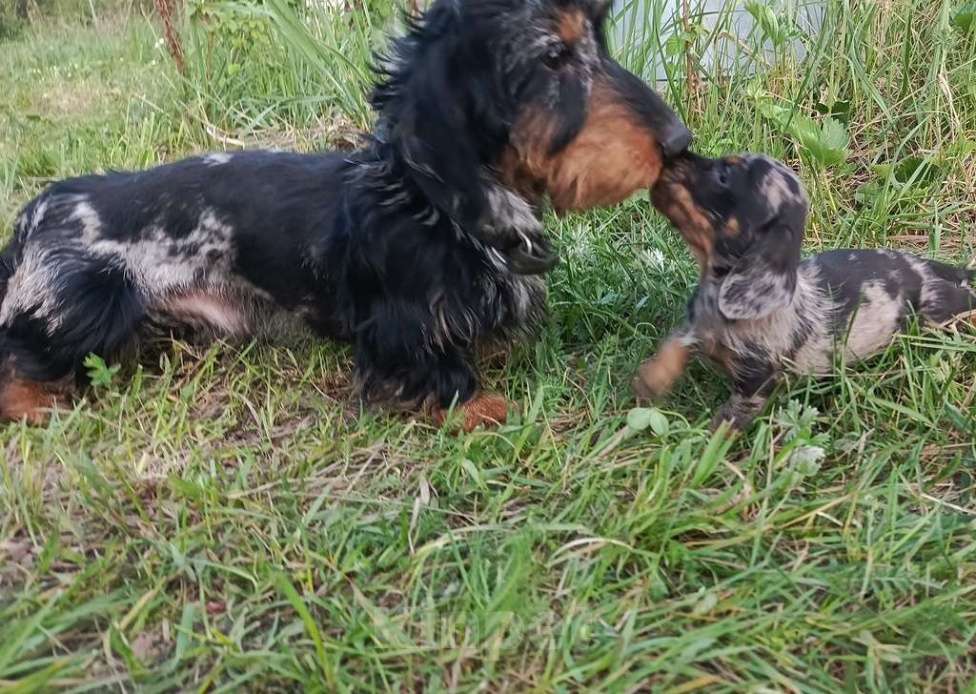 Собаки в других городах Московской области: Кобель таксы миниатюрной Мальчик, 60 000 руб. - фото 2