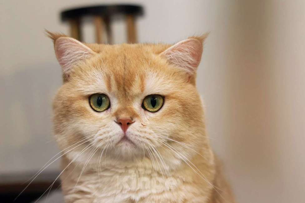 Кошки в Москве: Британский жених шоколадное золото  Мальчик, 50 000 руб. - фото 5