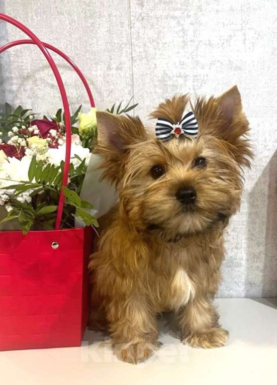 Собаки в Санкт-Петербурге: щенок русской салонной собаки (как цветной йорк) Мальчик, 60 000 руб. - фото 2