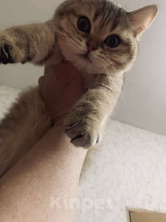 Кошки в Санкт-Петербурге: Котик Мальчик, 1 руб. - фото 1