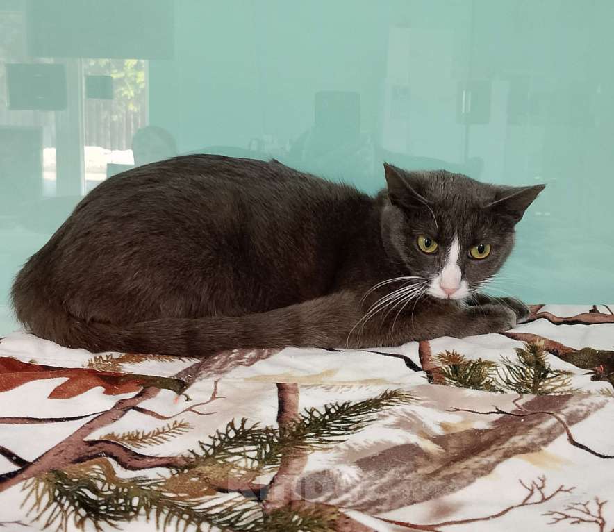 Кошки в Лобне: Мышка в поисках дома Девочка, Бесплатно - фото 5