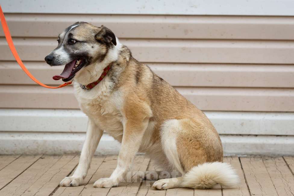 Собаки в Москве: Дейзи Девочка, Бесплатно - фото 21