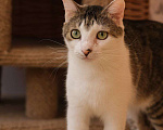 Кошки в Санкт-Петербурге: Кошка ищет дом Девочка, Бесплатно - фото 1