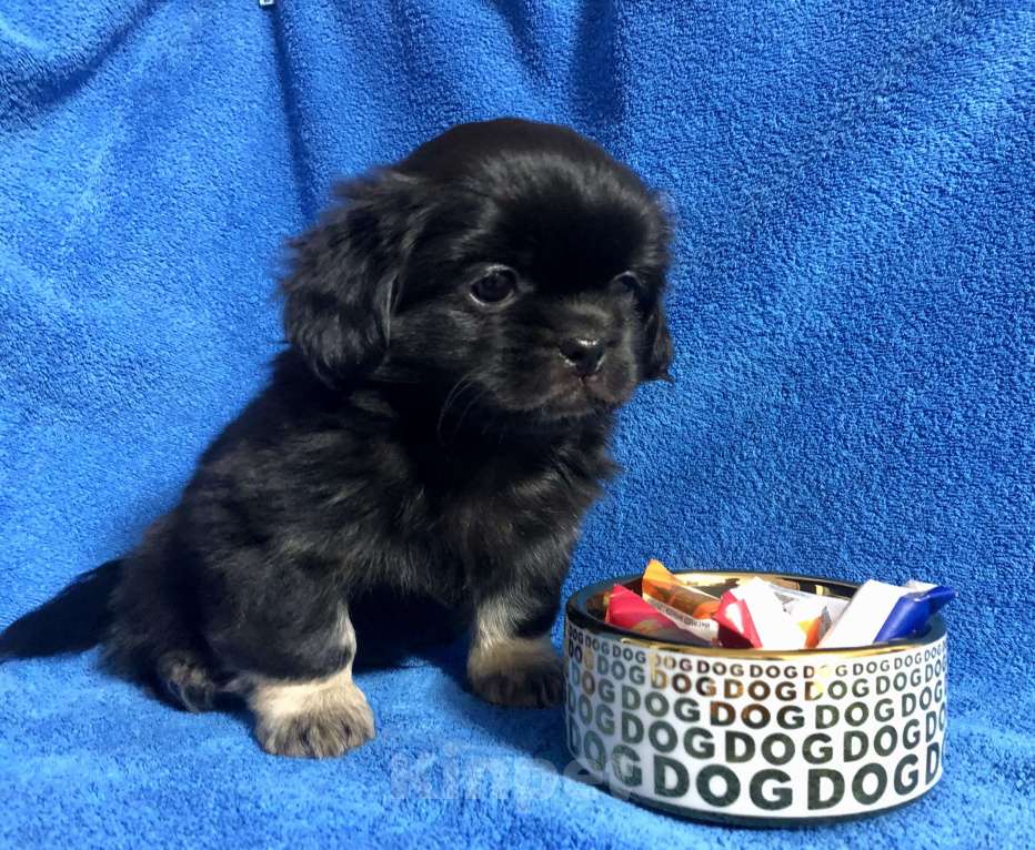 Собаки в Новокузнецке: Милый тибби Мальчик, 50 000 руб. - фото 2