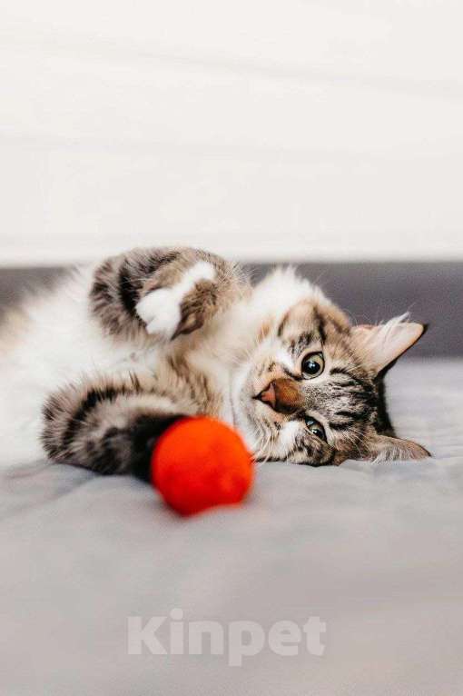 Кошки в Москве: Кемер из курортного Кемера ищет семью Мальчик, Бесплатно - фото 7