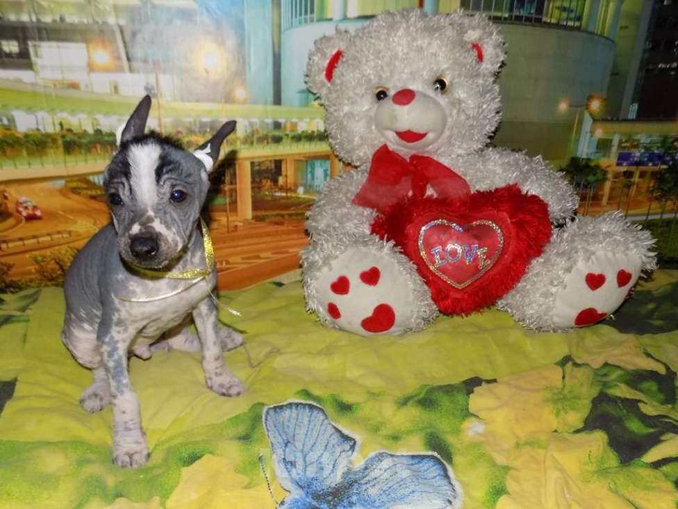 Собаки в Москве: Мексиканская голая, мальчик Мальчик, 20 000 руб. - фото 3