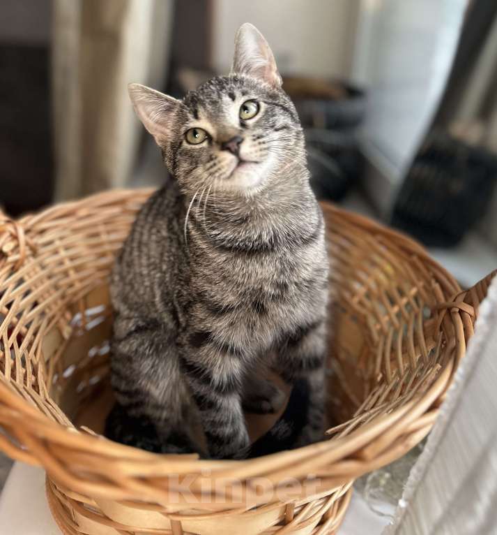 Кошки в Мурином: Бэм и Симба ищут дом Мальчик, Бесплатно - фото 6