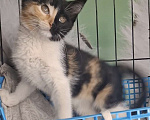 Кошки в Москве: Котёнок "химера" в поисках хозяев Девочка, Бесплатно - фото 3