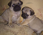 Собаки в Прохладном: Мопс вязка, 5 000 руб. - фото 3