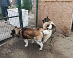 Собаки в Анапе: Американская акита вязка, 5 000 руб. - фото 2