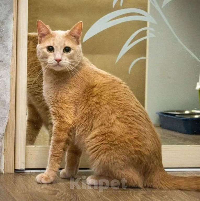 Кошки в Москве: Ричик остался незамеченным Мальчик, Бесплатно - фото 5