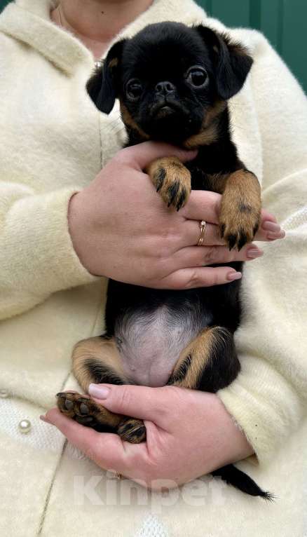 Собаки в Апрелевке: Девочка энерджайзер) Девочка, 60 000 руб. - фото 3
