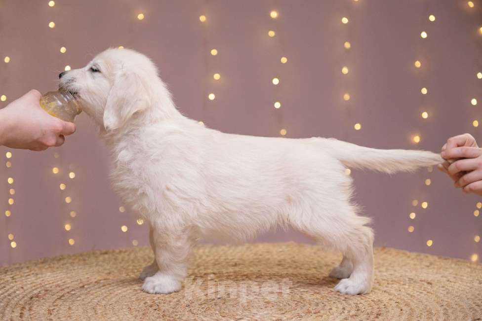 Собаки в Белгороде: Щенки золотистого ретривера Девочка, Бесплатно - фото 7