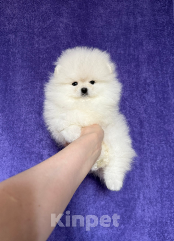 Собаки в Москве: Белая девочка Девочка, 30 000 руб. - фото 1