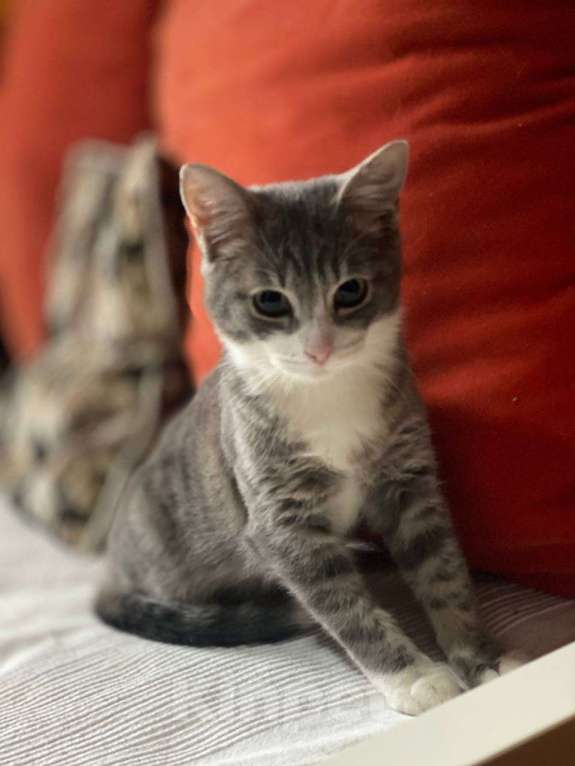 Кошки в Москве: Золотой мальчик Микки: котенок-меланхолик ищет свое тепло Мальчик, Бесплатно - фото 4