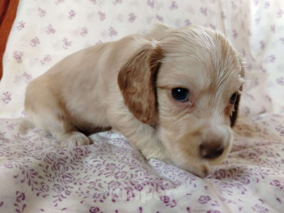 Собаки в других городах Московской области: Щенки английский кокер спаниель Мальчик, 22 000 руб. - фото 6