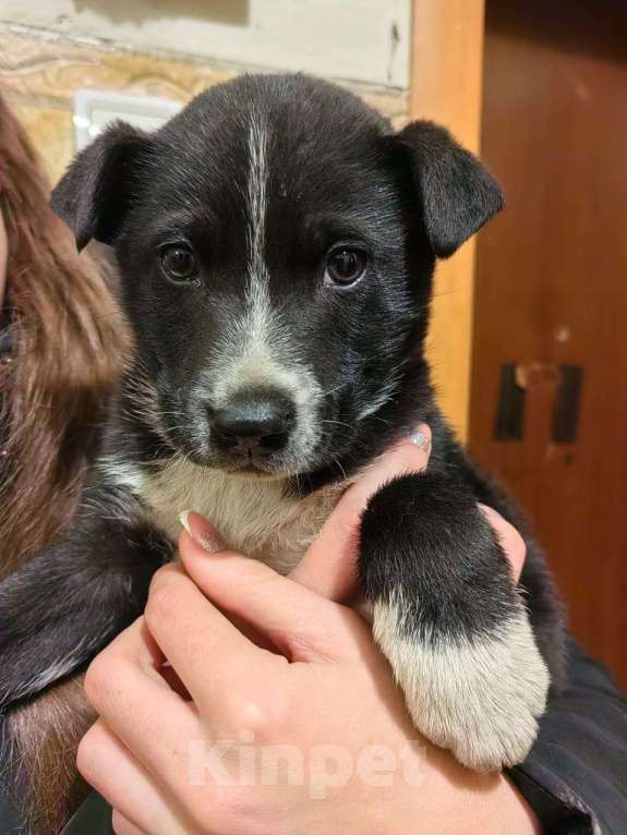 Собаки в Копейске: Здравствуйте нашла на улице щеночка мальчика возраст примерно 2 месяца, у себя оставить не могу так  Мальчик, Бесплатно - фото 1