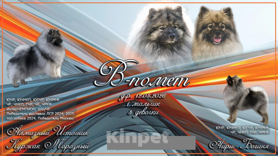 Собаки в Екатеринбурге: КеесхондВольфшпиц Девочка, 50 000 руб. - фото 8