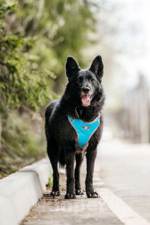 Собаки в Москве: Эля потеряла всех своих щенков в мороз Девочка, 1 руб. - фото 6