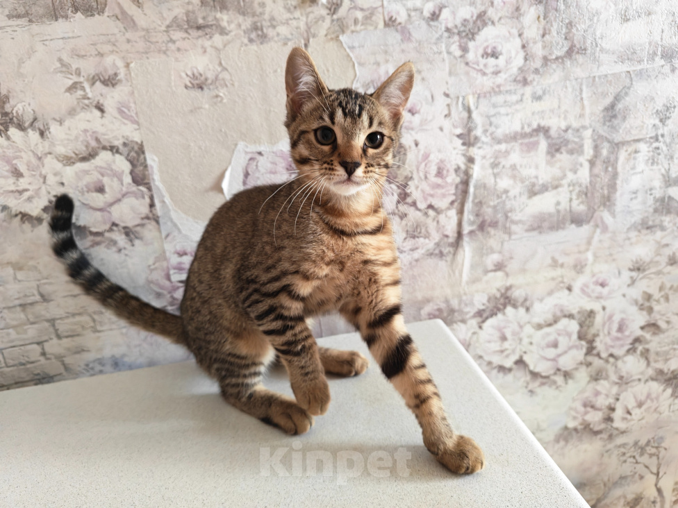 Кошки в Ногинске: Продам бенгальских котят Девочка, 5 000 руб. - фото 1