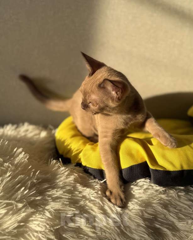 Кошки в Москве: Бурманский котенок мальчик Мальчик, 80 000 руб. - фото 2