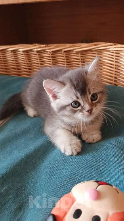 Кошки в Барнауле: Шотландский котик-страйт Юстас Мальчик, Бесплатно - фото 2