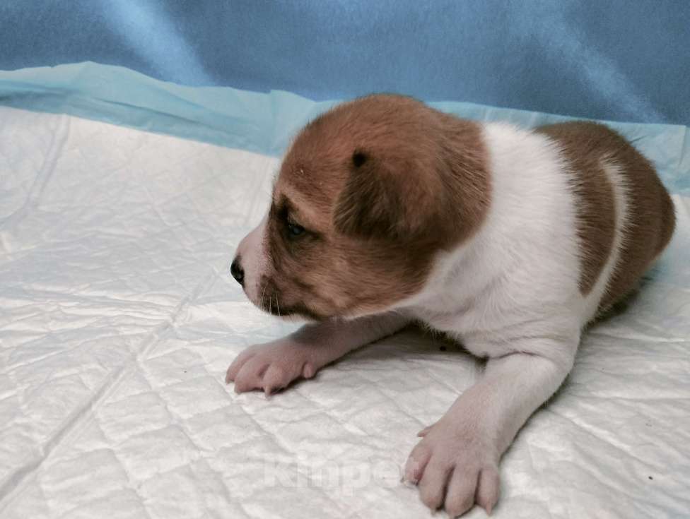 Собаки в Москве: Щенок басенджи рыже белый Мальчик, 50 000 руб. - фото 4