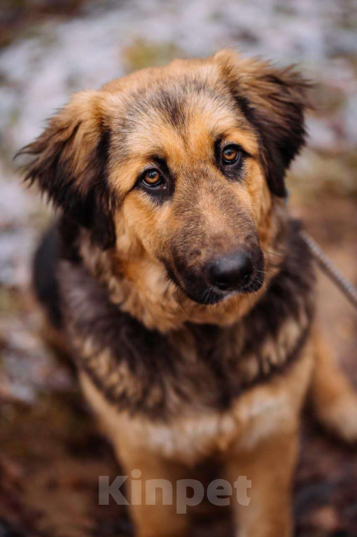 Собаки в Москве: Щенок в добрые руки Девочка, Бесплатно - фото 5