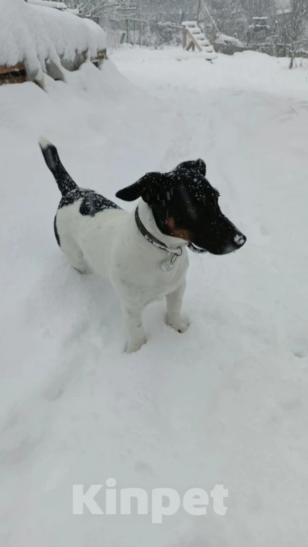 Собаки в Симферополе: Пропала собака Мальчик, 5 000 руб. - фото 2