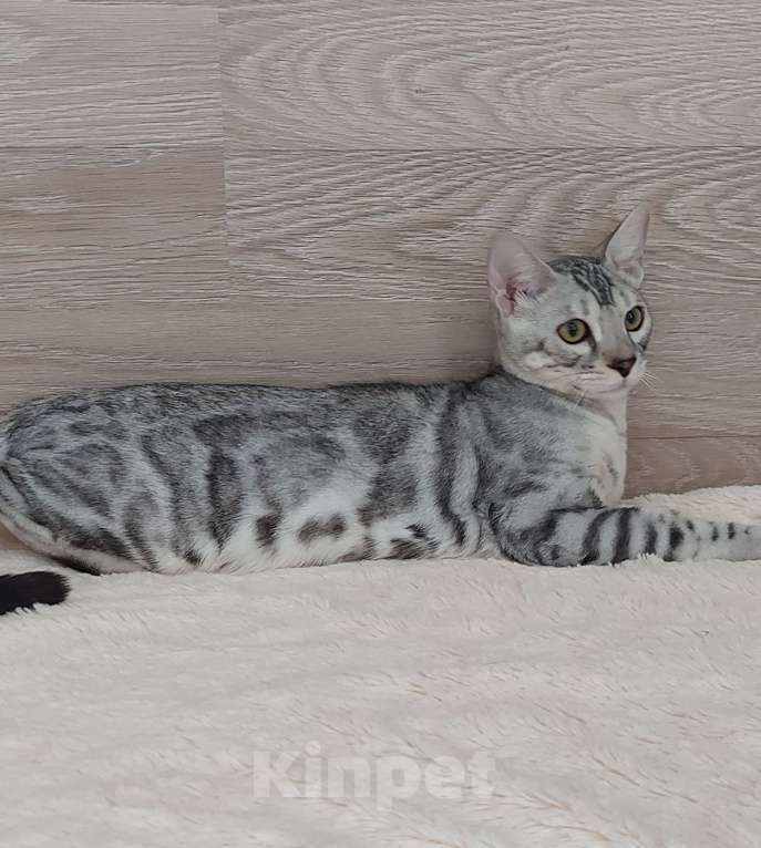 Кошки в Москве: Бенгальские котята  Мальчик, Бесплатно - фото 7