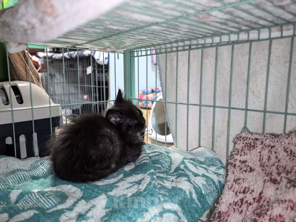 Кошки в Санкт-Петербурге: Котёнок Анубис ищет дом Мальчик, Бесплатно - фото 3