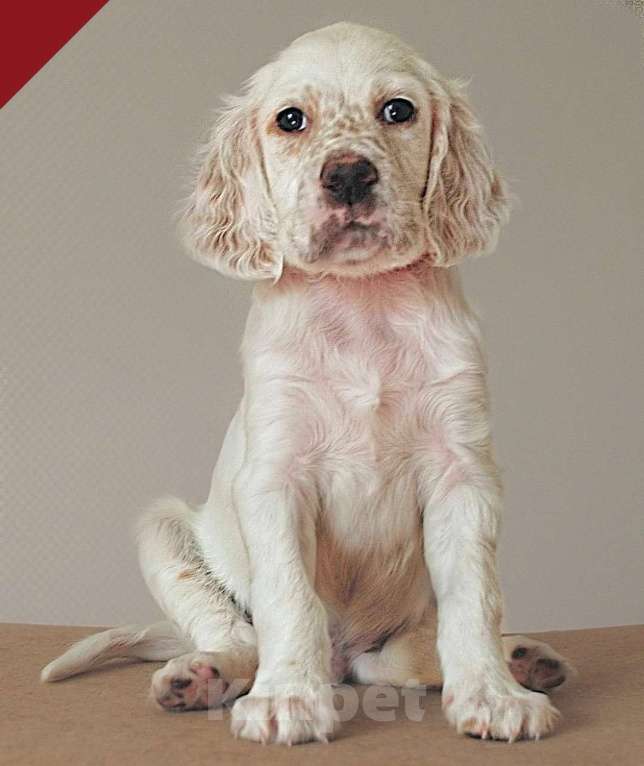 Собаки в Екатеринбурге: АНГЛИЙСКИЕ АРИСТО-СЕТТЕРЫ Девочка, 80 000 руб. - фото 10