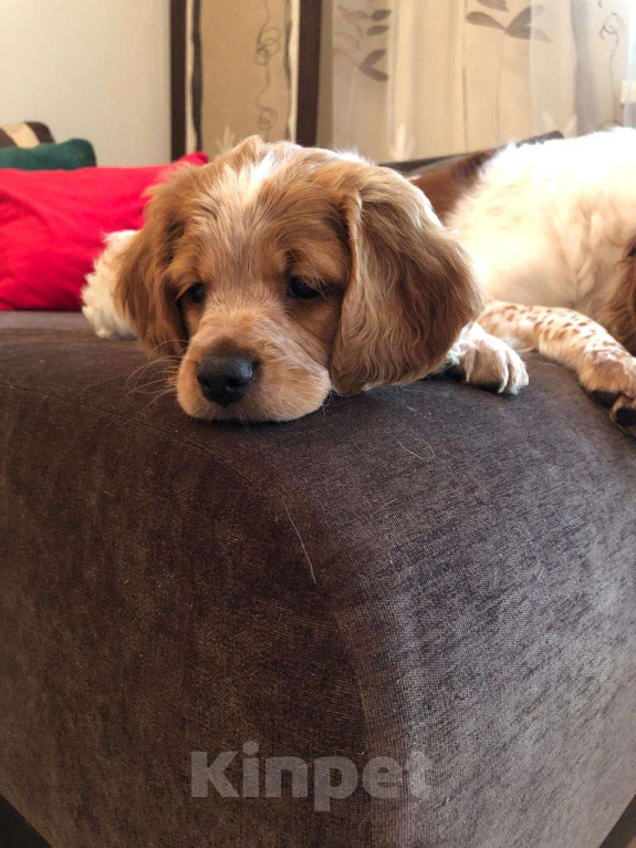 Собаки в Волгограде: Бретон Девочка, 45 000 руб. - фото 5