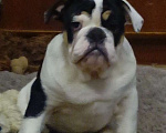 Собаки в Москве: Английский бульдог Девочка, 50 000 руб. - фото 6