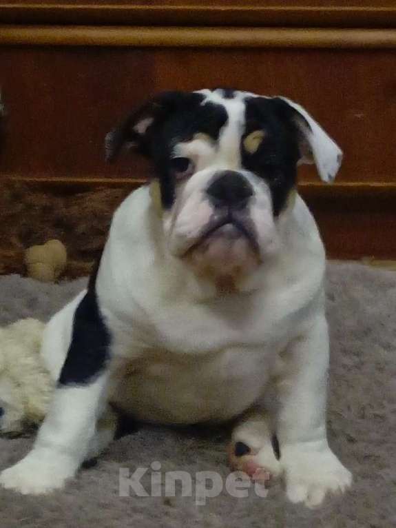 Собаки в Москве: Английский бульдог Девочка, 50 000 руб. - фото 6