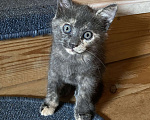 Кошки в Сочи: Котёнок Мальчик, Бесплатно - фото 1