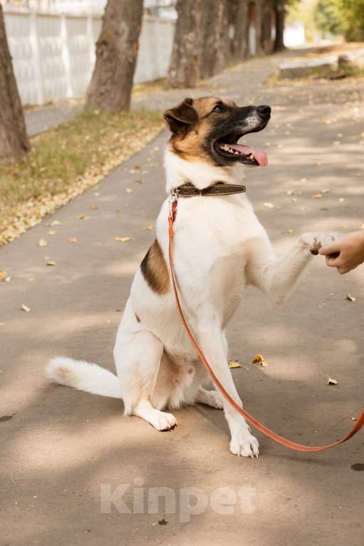 Собаки в Москве: Амур Мальчик, 300 руб. - фото 4