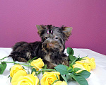 Собаки в Мытищах: Шоколадная микро девочка Девочка, 70 000 руб. - фото 3