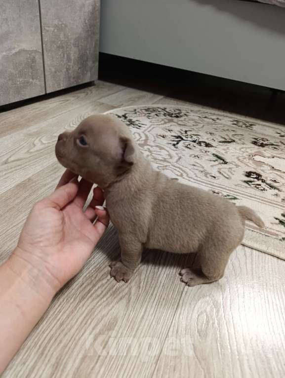 Собаки в Краснодаре: Мальчик  Мальчик, 80 000 руб. - фото 1