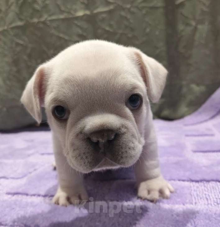 Собаки в Москве: Кремовый мальчишка Мальчик, 60 000 руб. - фото 6