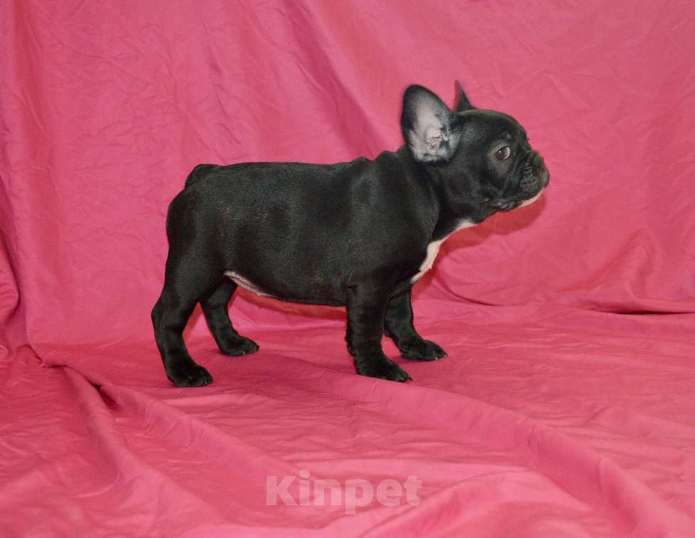 Собаки в Самаре: Щенок французского бульдога  Девочка, 35 000 руб. - фото 8