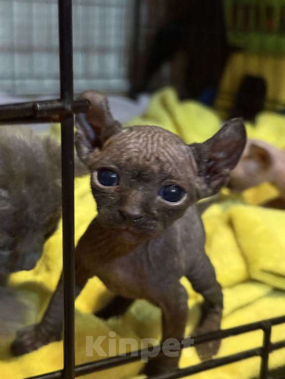 Кошки в других городах Волгоградской области: Это не просто кот, а настоящее волшебное существо — котенок породы эльф Мальчик, 50 000 руб. - фото 2